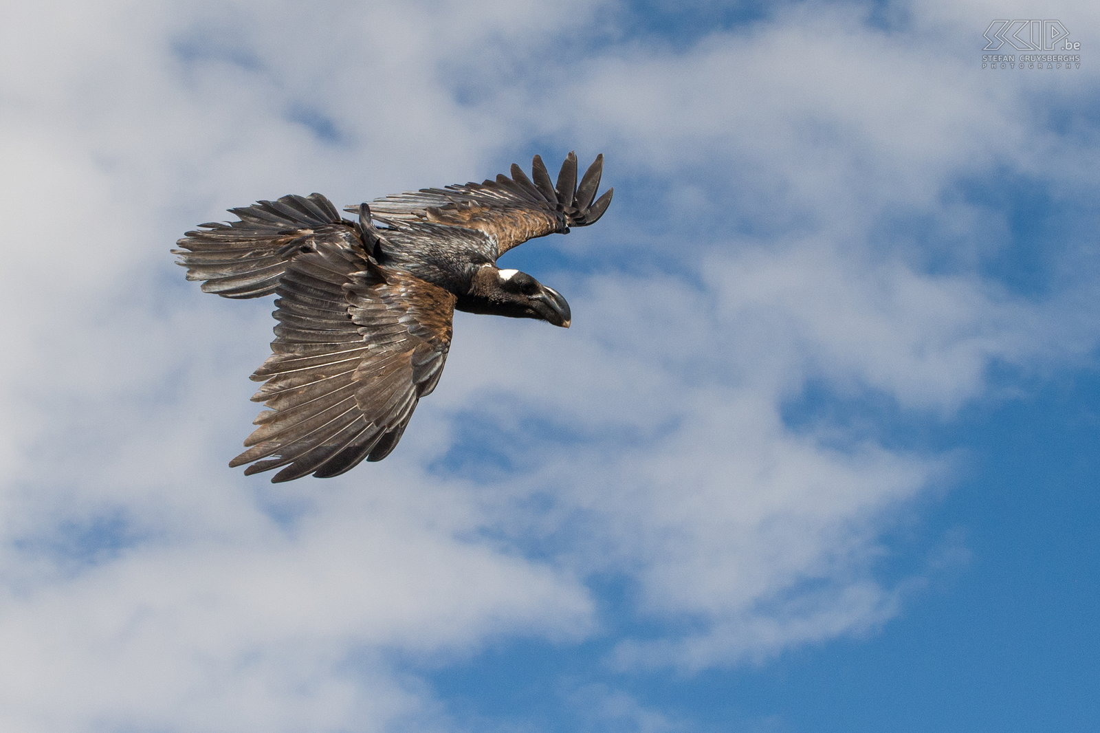 Simien Mountains - Ghenek - Thick-billed Raven (Corvus crassirostris) Stefan Cruysberghs